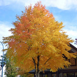 Arborele de zahar Katsura (Cercidiphyllum Japonicum) - parfum de caramel