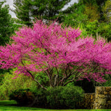 Arborele Lui Iuda Rosu (Cercis Canadensis Forest Pansy)