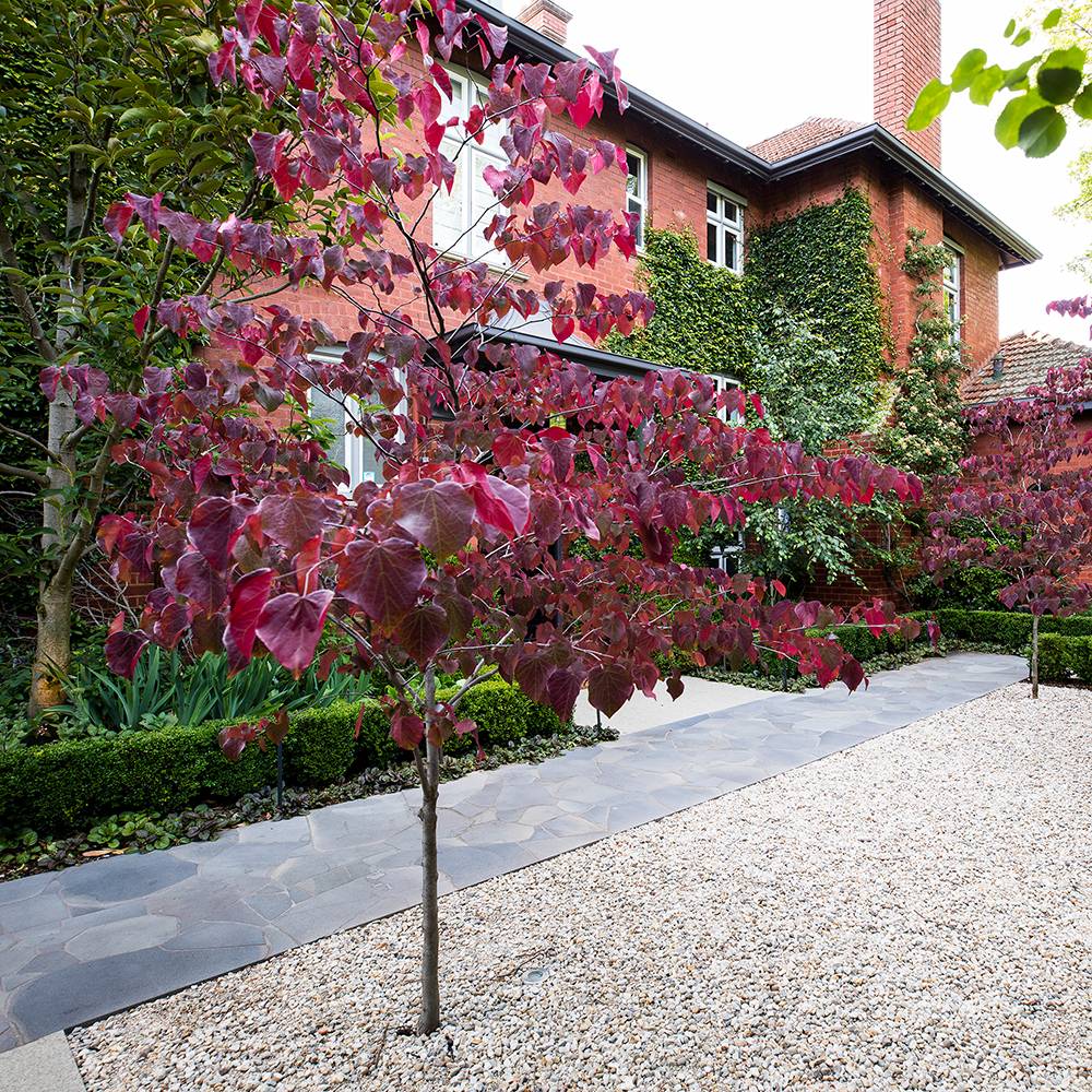 Arborele Lui Iuda Rosu (Cercis Canadensis Forest Pansy)