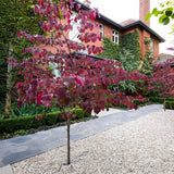 Arborele Lui Iuda Rosu (Cercis Canadensis Forest Pansy)