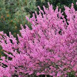 Arborele Lui Iuda Rosu (Cercis Canadensis Forest Pansy)