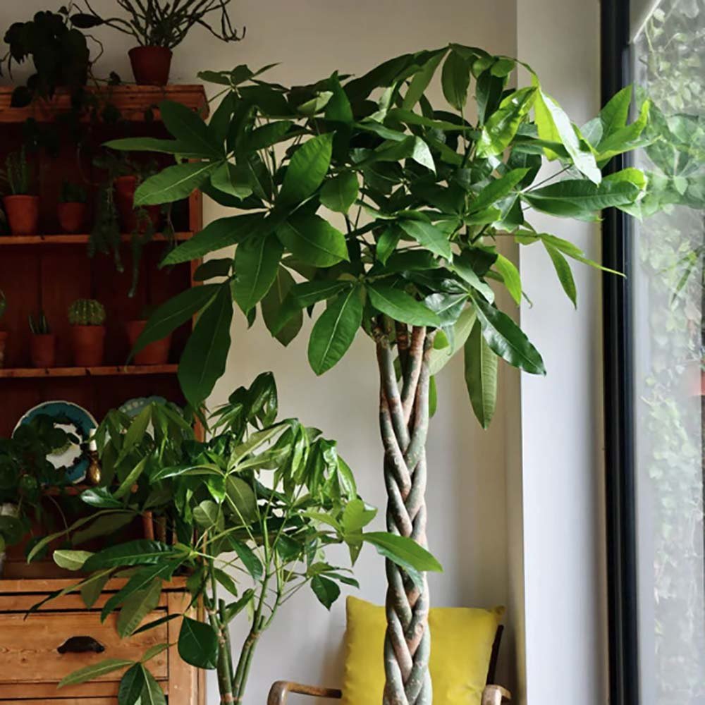 Arborele Banilor (Pachira Aquatica), Tulpina Impletita - 170 cm