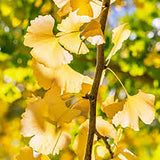 Arborele Pagodelor Columnar Blagon (Ginkgo Biloba)
