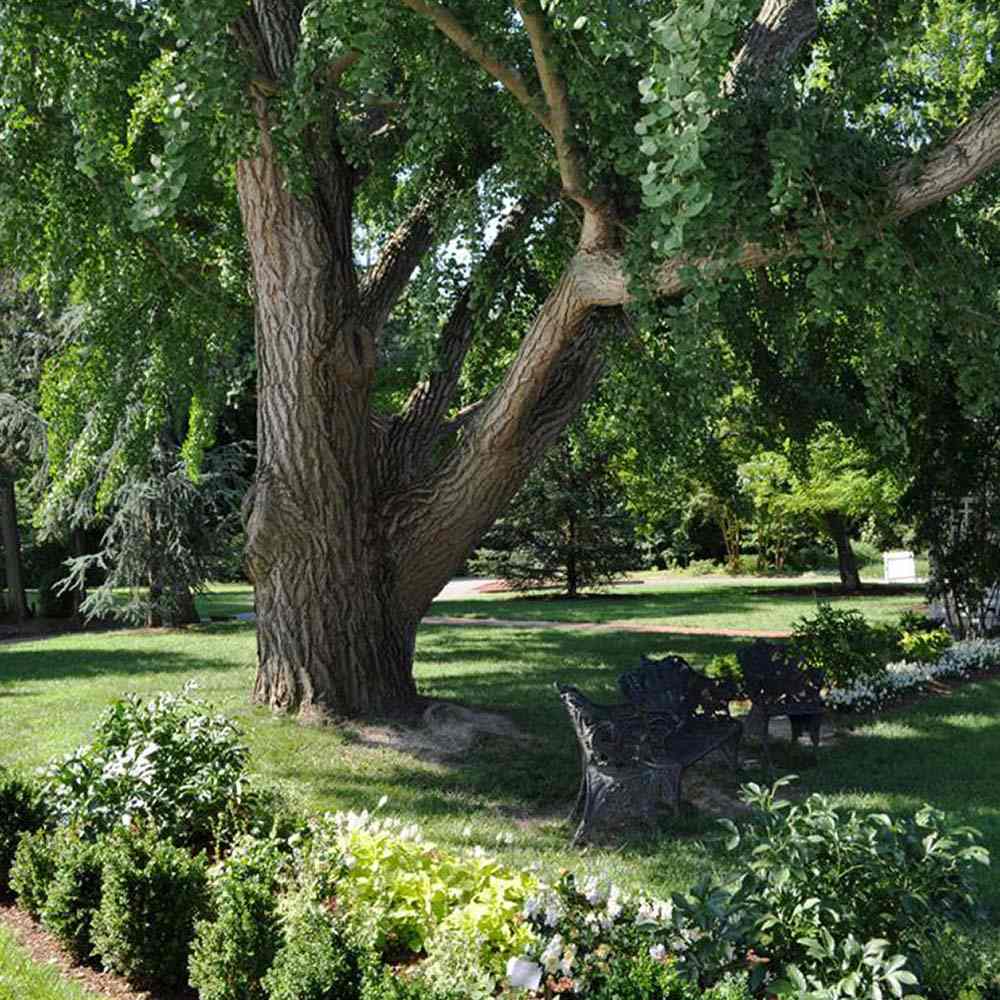 Arborele Pagodelor (Ginkgo Biloba)
