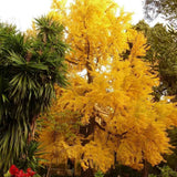 Arborele Pagodelor (Ginkgo Biloba)