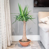 Arborele Vietii (Yucca Elephantipes) - 105 cm
