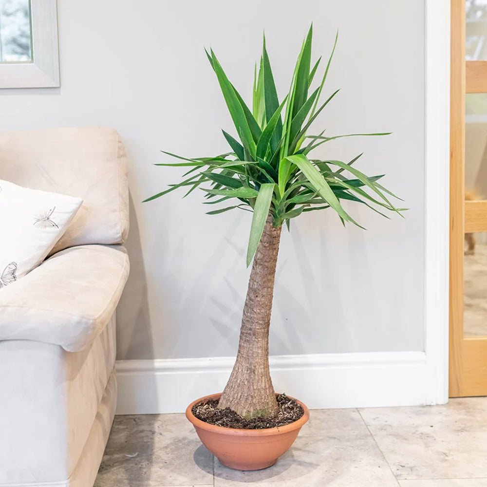 Arborele Vietii (Yucca Elephantipes) - 105 cm
