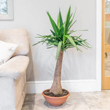 Arborele Vietii (Yucca Elephantipes) - 105 cm