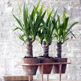 Arborele Vietii (Yucca Elephantipes) - 80 cm