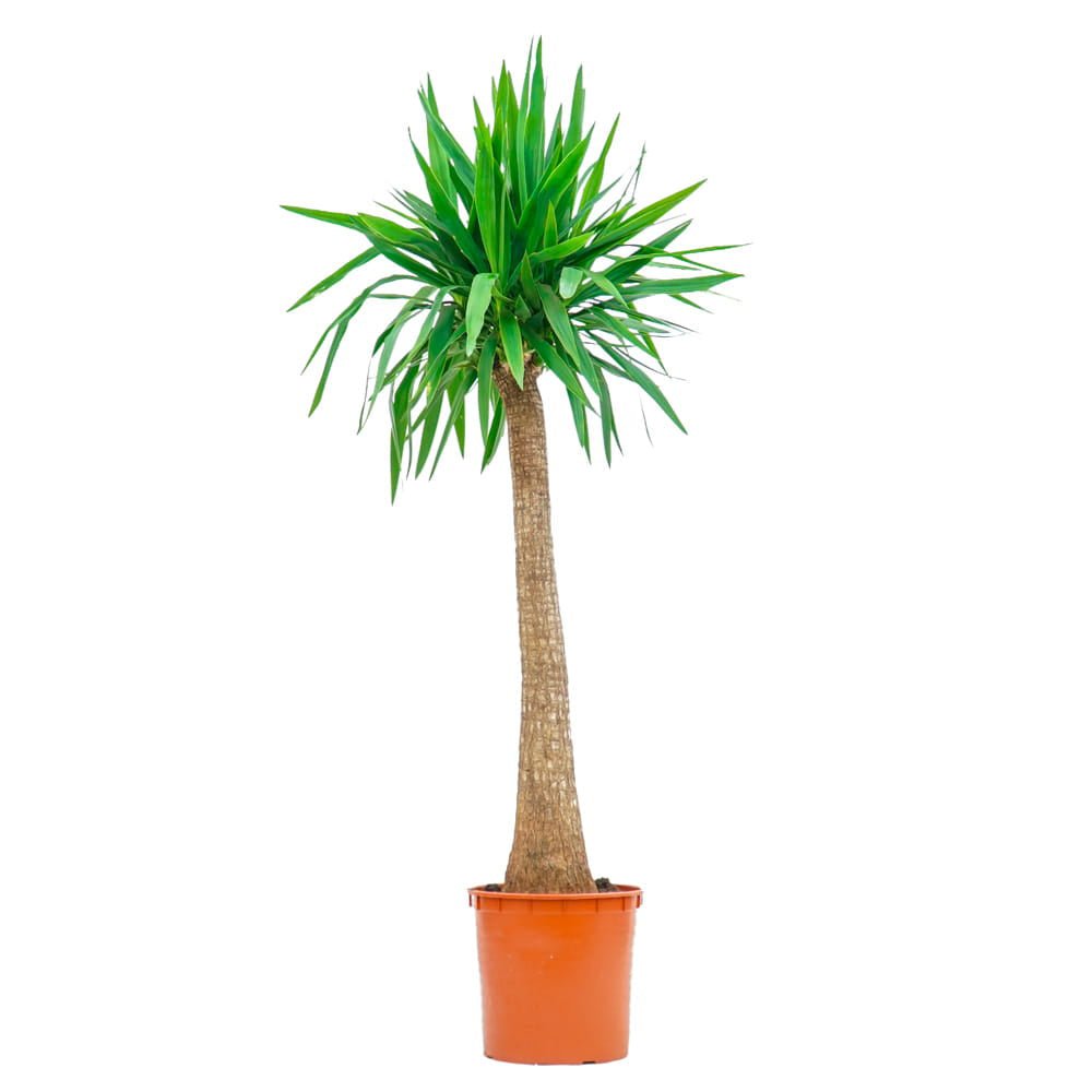 Arborele Vietii (Yucca Elephantipes) - 135 cm