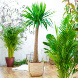 Arborele Vietii (Yucca Elephantipes) - 135 cm