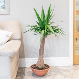 Arborele Vietii (Yucca Elephantipes) - 135 cm
