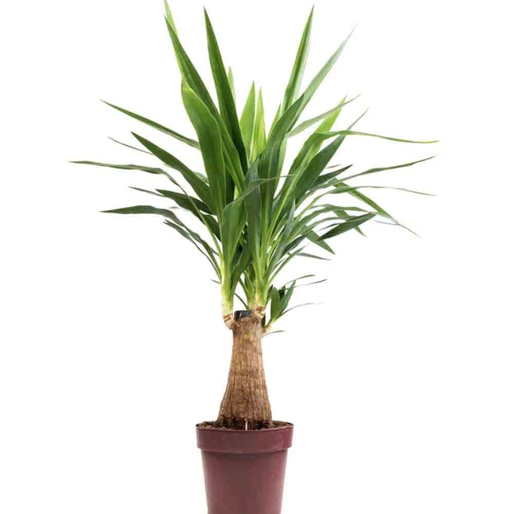 Arborele Vietii (Yucca Elephantipes) - 80 cm