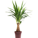 Arborele Vietii (Yucca Elephantipes) - 80 cm
