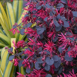 Arbust Chinezesc Loropetalum Black Pearl, cu flori violet-inchis negru