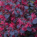 Arbust Chinezesc Loropetalum Black Pearl, cu flori violet-inchis negru