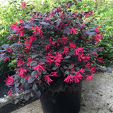 Arbust Chinezesc Loropetalum Black Pearl, cu flori violet-inchis negru