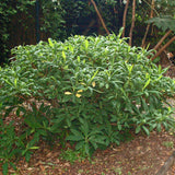 Arbust de hartie Edgeworthia Grandiflora- parfum intens