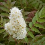 Arbust Sorbaria sorbifolia Sem, cu culorile schimbatoare