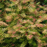 Arbust Sorbaria sorbifolia Sem, cu culorile schimbatoare