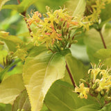 Arbustul Albinelor (Diervilla Rivularis)