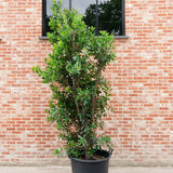 Arborele de capsuni (Arbutus Unedo)