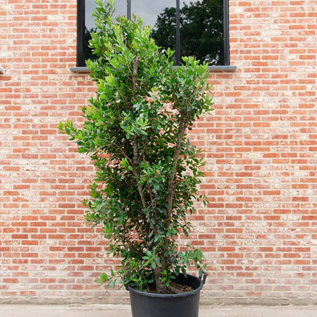 Arborele de capsuni (Arbutus Unedo)