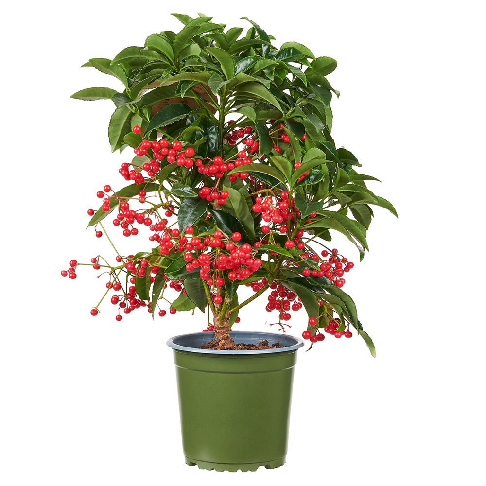 Ardisia Boss Rosie, planta decorativa cu fructe rosii stralucitoare, eleganta si usor de ingrijit pentru interior - 35 cm