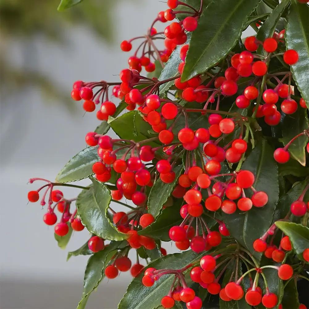 Ardisia Boss Rosie, planta decorativa cu fructe rosii stralucitoare, eleganta si usor de ingrijit pentru interior - 35 cm