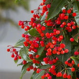 Ardisia Boss Rosie, planta decorativa cu fructe rosii stralucitoare, eleganta si usor de ingrijit pentru interior - 35 cm