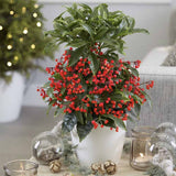 Ardisia Boss Rosie, planta decorativa cu fructe rosii stralucitoare, eleganta si usor de ingrijit pentru interior - 35 cm