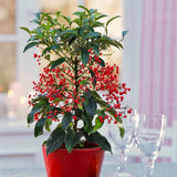 Ardisia Boss Rosie, planta decorativa cu fructe rosii stralucitoare, eleganta si usor de ingrijit pentru interior - 35 cm