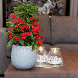 Ardisia Boss Rosie, planta decorativa cu fructe rosii stralucitoare, eleganta si usor de ingrijit pentru interior - 35 cm