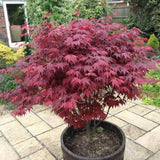 Artar Japonez Atropurpureum, cu frunzis rosu-purpuriu