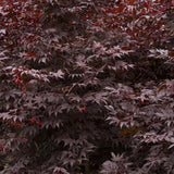 Artar Japonez Atropurpureum, cu frunzis rosu-purpuriu