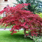 Artar Japonez Atropurpureum, cu frunzis rosu-purpuriu