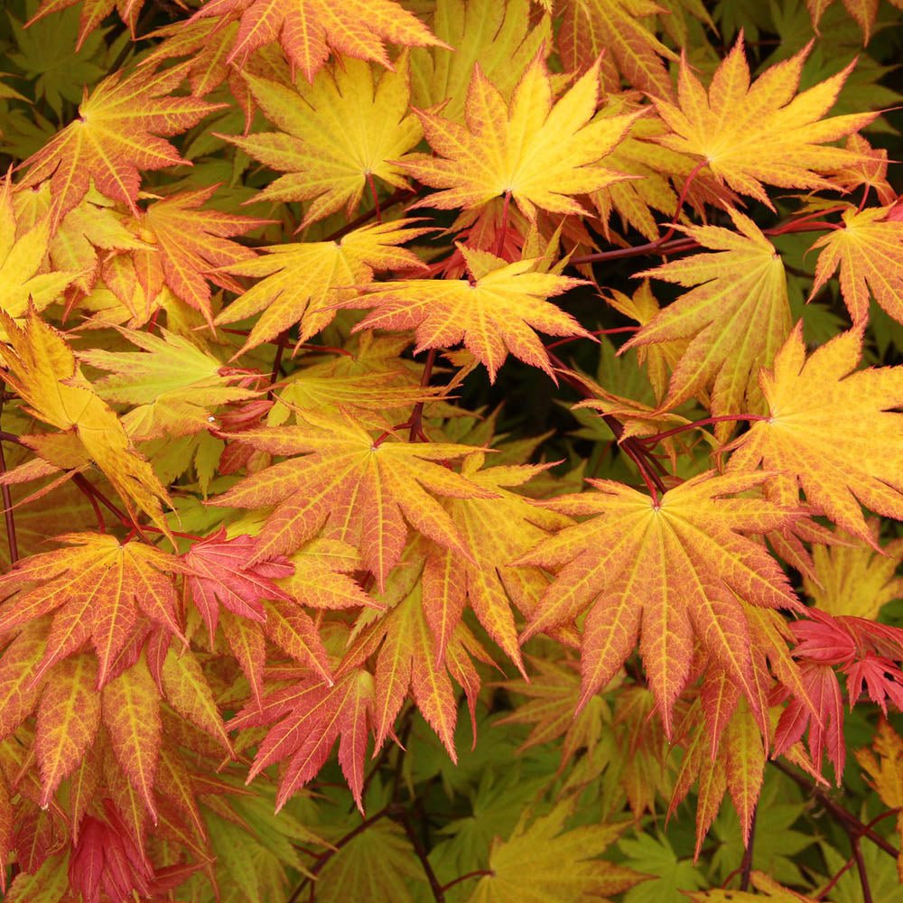 Artar Japonez Autumn Moon, cu frunzis galben-portocaliu