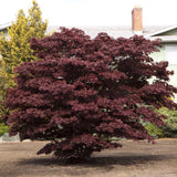 Artar Japonez Bloodgood, cu frunzis rosu-purpuriu