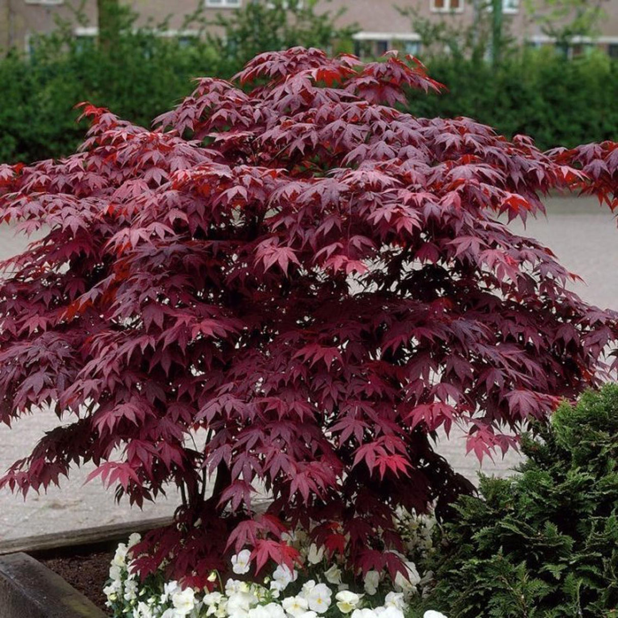 Artar Japonez Bloodgood, cu frunzis rosu-purpuriu