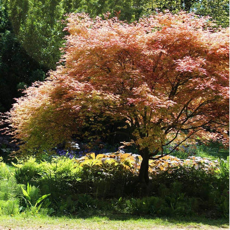 Artar japonez Butterscotch, cu frunzis verzui-portocaliu-roz