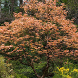 Artar japonez Butterscotch, cu frunzis verzui-portocaliu-roz