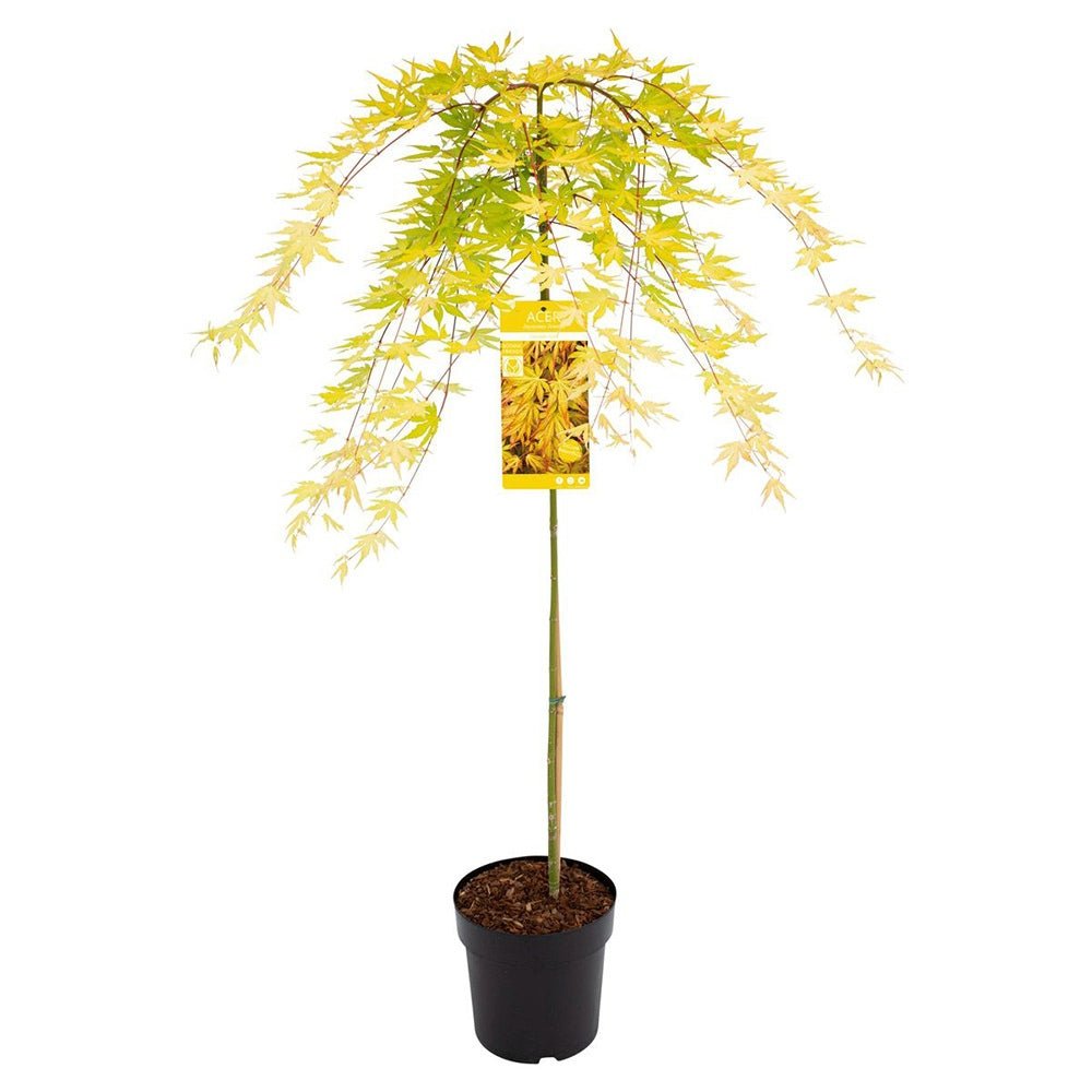 Artar Japonez Cascade Gold, cu frunzis auriu