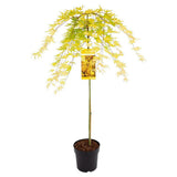 Artar Japonez Cascade Gold, cu frunzis auriu