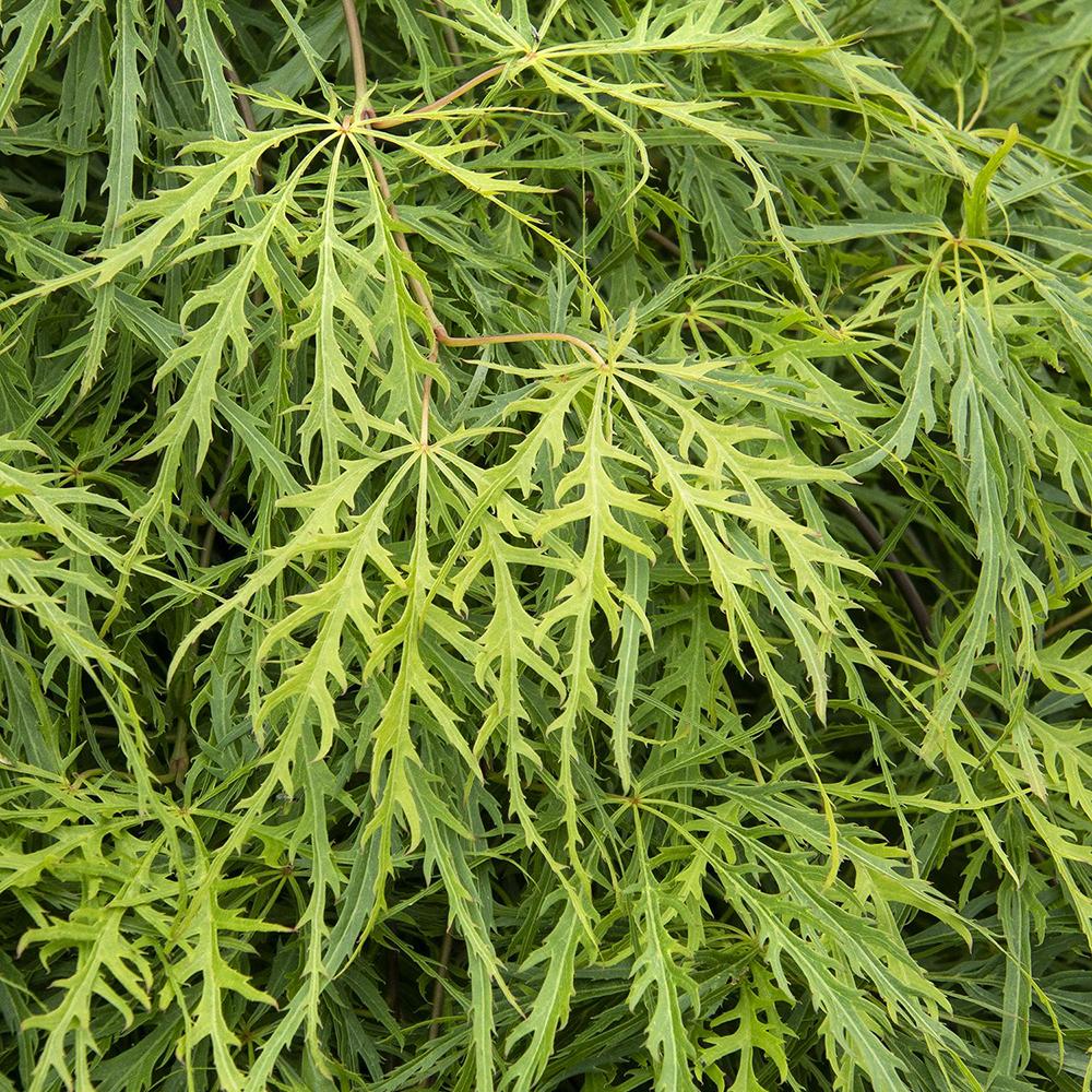 Artar Japonez Dissectum, cu frunzis verde