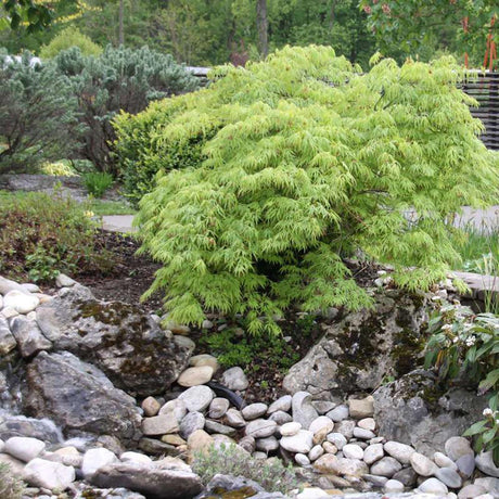Artar Japonez Dissectum, cu frunzis verde