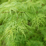 Artar Japonez Dissectum, cu frunzis verde