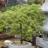 Artar Japonez Dissectum, cu frunzis verde, pe tulpina