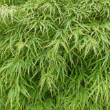 Artar Japonez Pitic Dissectum Viridis, frunze verzi dantelate, forma pletoasa, rezistenta frig -20°C