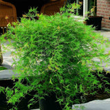 Artar Japonez Emerald Lace, cu frunze verzi