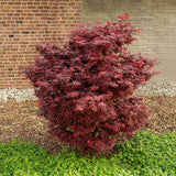 Artar Japonez Little Red, cu frunzis rosu